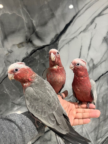 Hand-Rearing Baby Friendly Super Tame Cuddly Galah Cockatoo Parrot,2