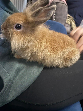 Lionhead male 9 week old