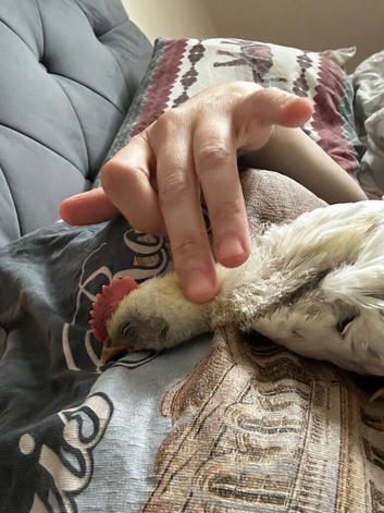 Zombie rooster three weeks old sweetest boy ever