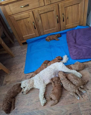 Beautiful Health Tested Red Cavapoo Puppies