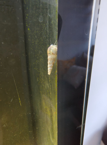 Malaysian trumpets snails