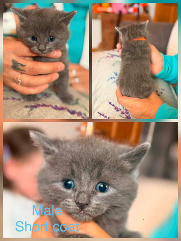 8 beautiful long and short haired kittens!