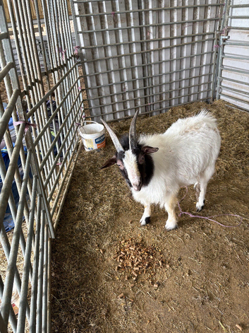 Billy goat Boer x Pygmy