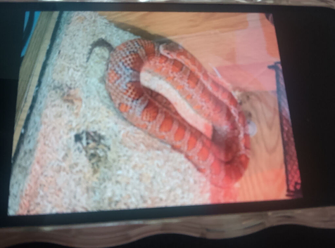 Corn snake for sale