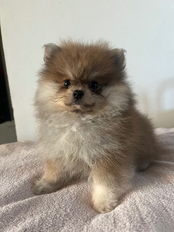 Pomeranian puppies - true to type - Black & Tan Chocolate caramel