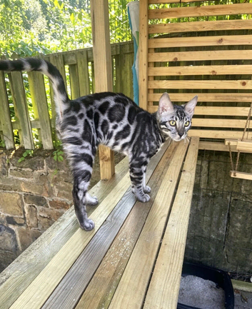 Last stunning TICA registered boy