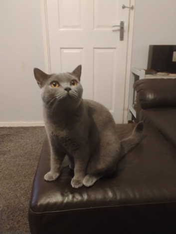 Blue bsh male