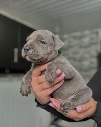 KC Registered Blue Staffordshire Bull Terrier