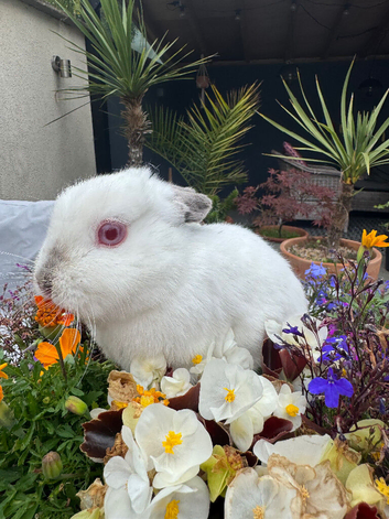 Netherland dwarf bunny rabbits