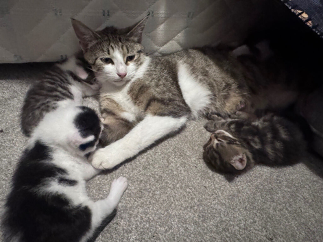 Playful Kittens