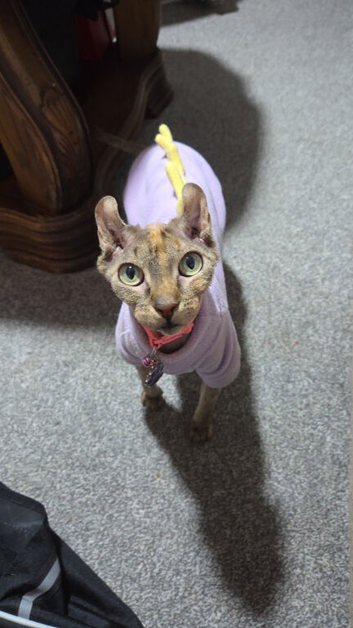 Elf eared female sphynx