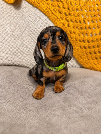 Last female dachshund