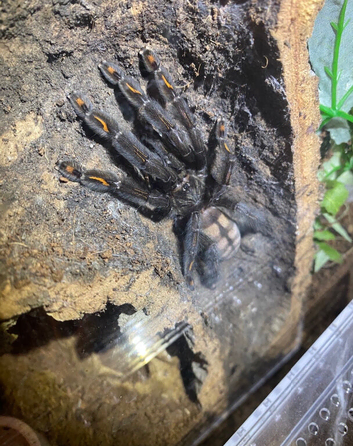 Female Sun Tiger Tarantula