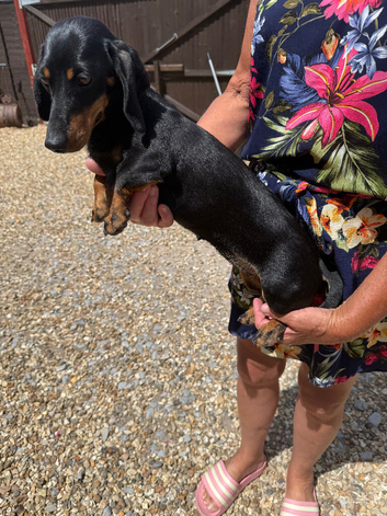 Beautiful gucci the miniature dachshund