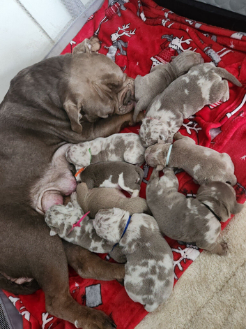 Lovely puppies NBBR registered