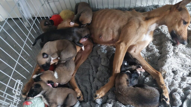Gorgeous Lurcher puppies Greyhound cross