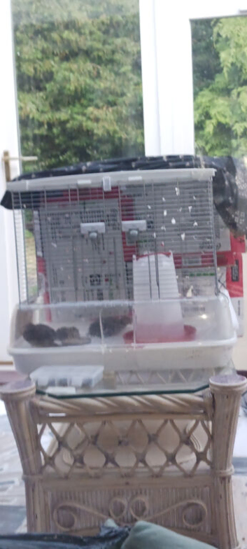 4 quails, with cage, food and feeders