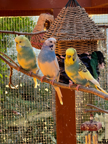 Budgies for sale