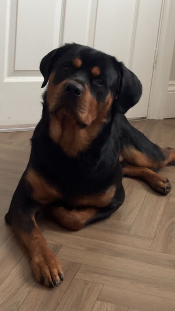 Rottweiler for stud