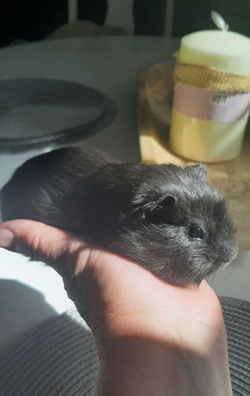 Guinea pig babies
