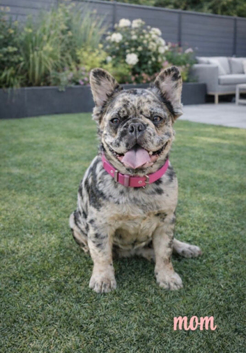 Visual fluffy frenchies