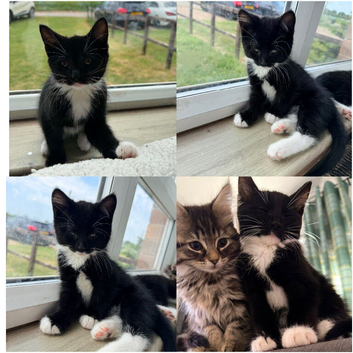 Mainecoon x Bombay x Tabby - READY NOW