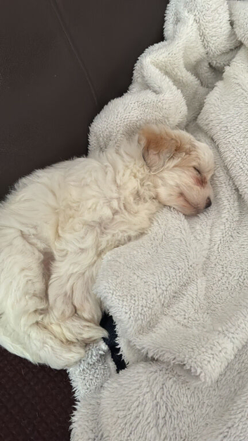 Maltese x Bichon Puppy