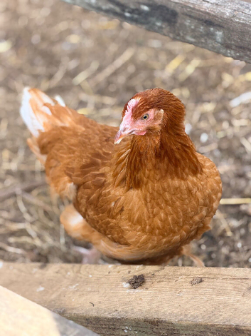 ISA Brown hens