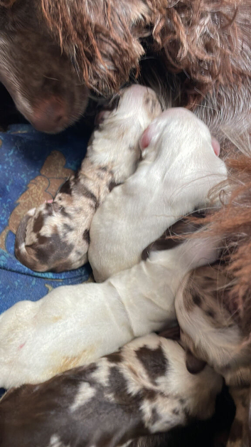 2 cocker puppies