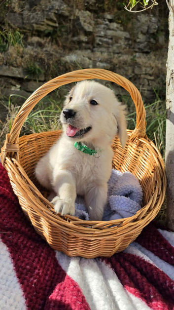 Golden Retreiver puppies. KC
