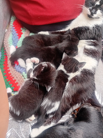 kittens 3 baby boys