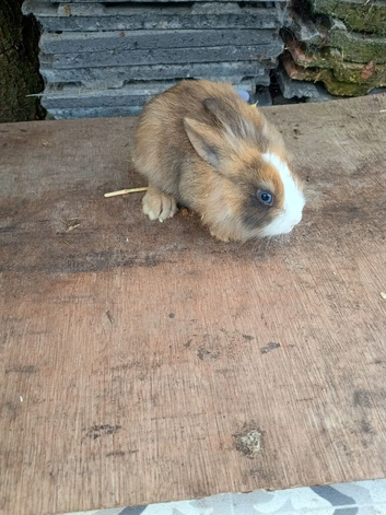 Baby bunny for sale