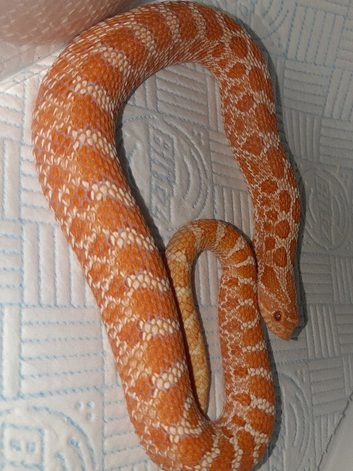 STUNNING CB24 HIGH RED PHASE ABINO