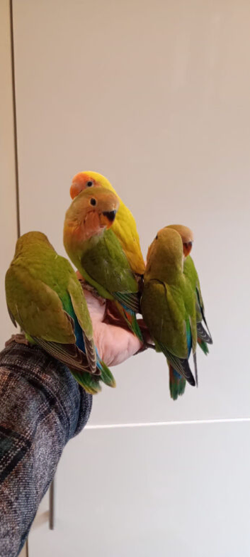 Hand reared baby Lovebirds for sale.