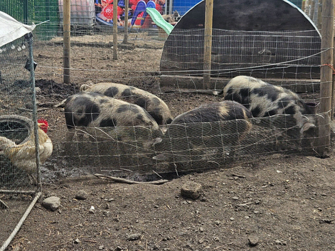 Kunekune pigs