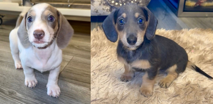 Miniature dachshund