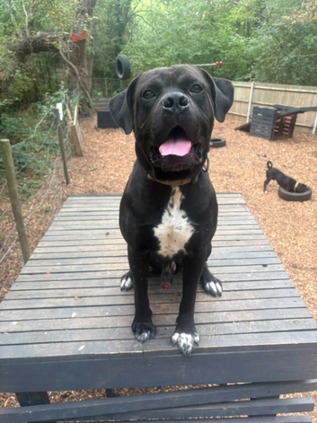 Rome- Dogue de Bordeaux x cane corso