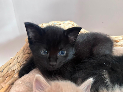 Last Kitten looking for forever home!