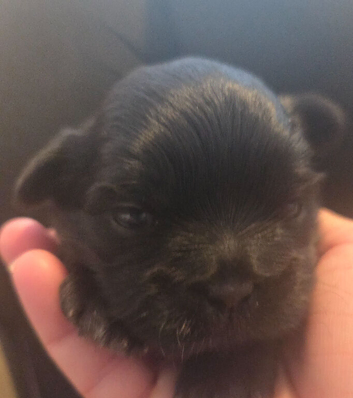 One handosme boy shih tzu