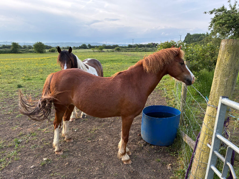 11.2 unregistered summer project pony
