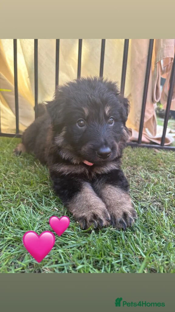 Gorgeous German shepherd pups