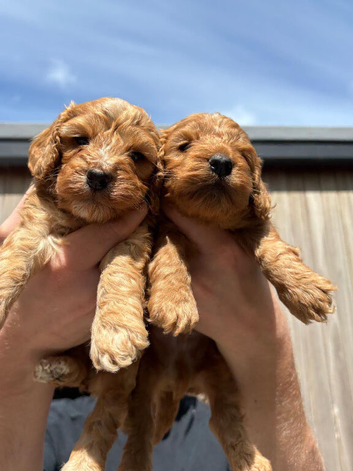 Cockapoo show type toy size