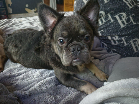 Teddy the frenchie