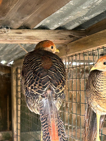 Golden pheasant
