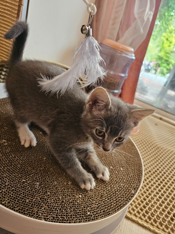 British blue x    Lilac  and white