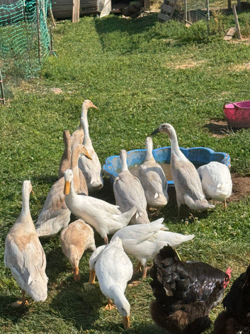 Female runner ducks