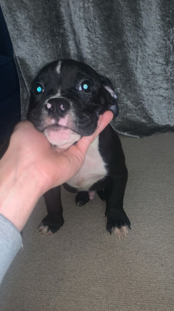 Olde English bulldog puppys available now