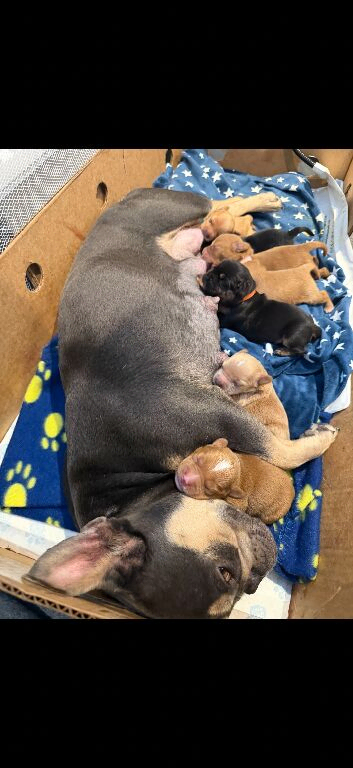 Frenchie cross cockapoo puppies.