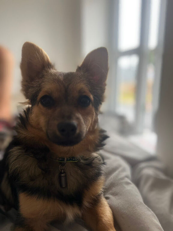 Enzo