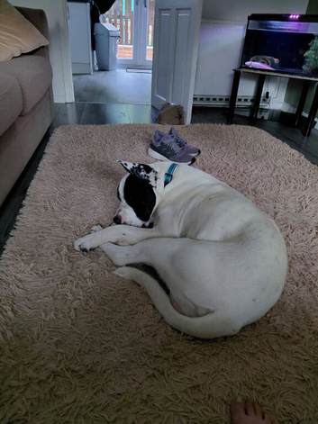 1 year old Cane Corso Staffy Great Dane